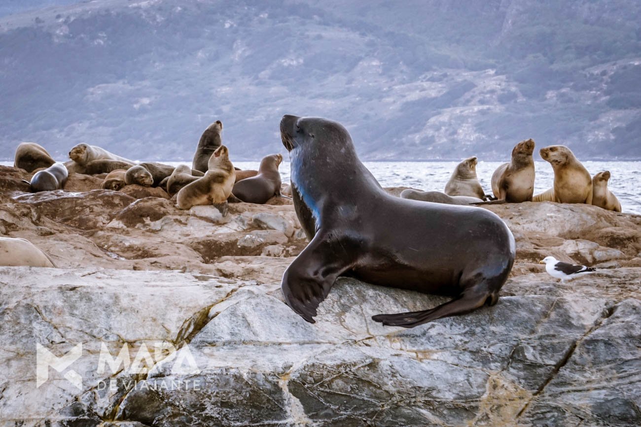 A ilha dos lobos (na verdade, leões marinhos), segunda parada para observar e fotografar.