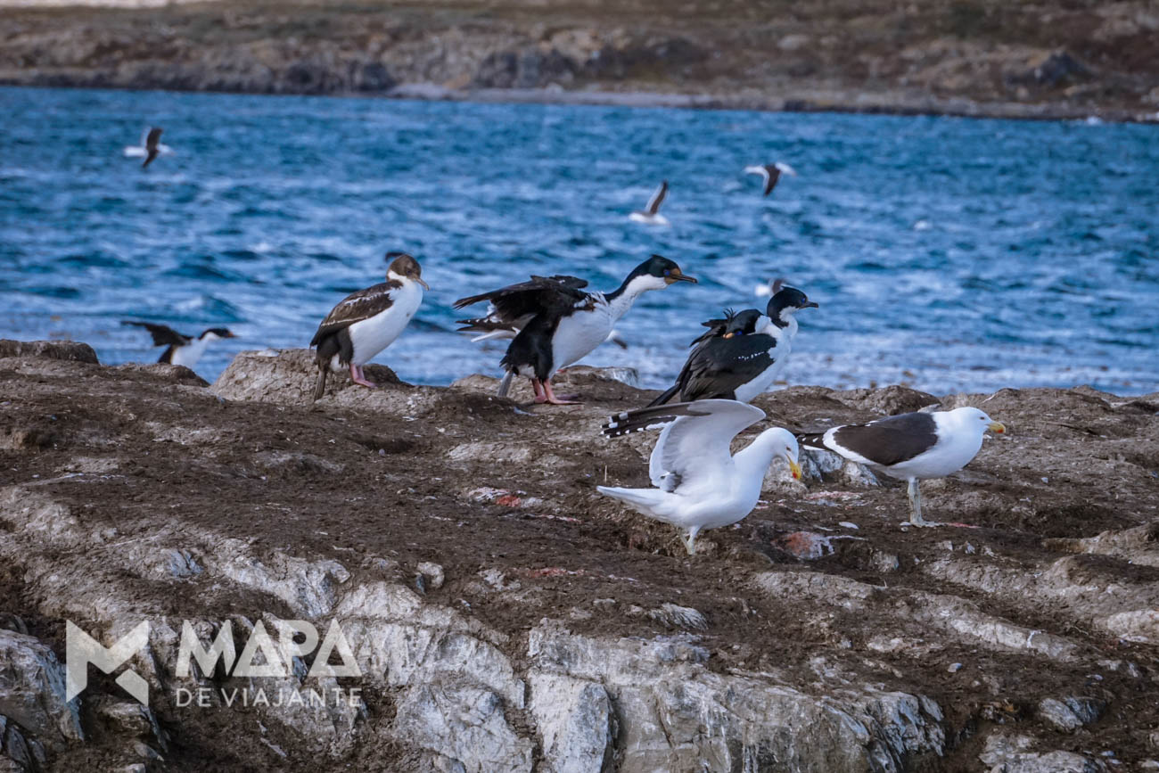 Ilha dos Pássaros, primeira parada no Canal de Beagle