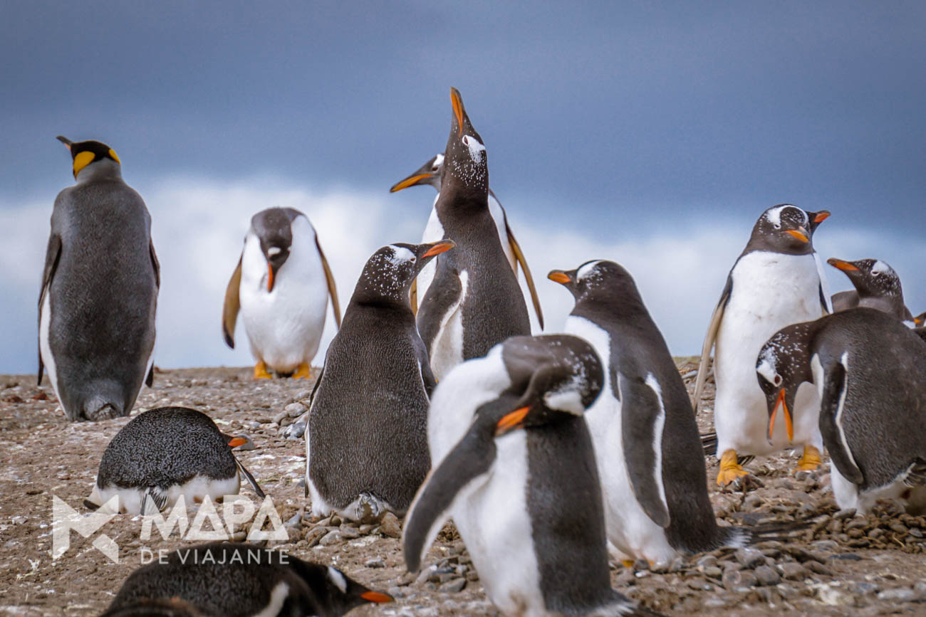Pinguins Papua e um Pinguim Rei curtem a primavera meridional na Isla Martillo.