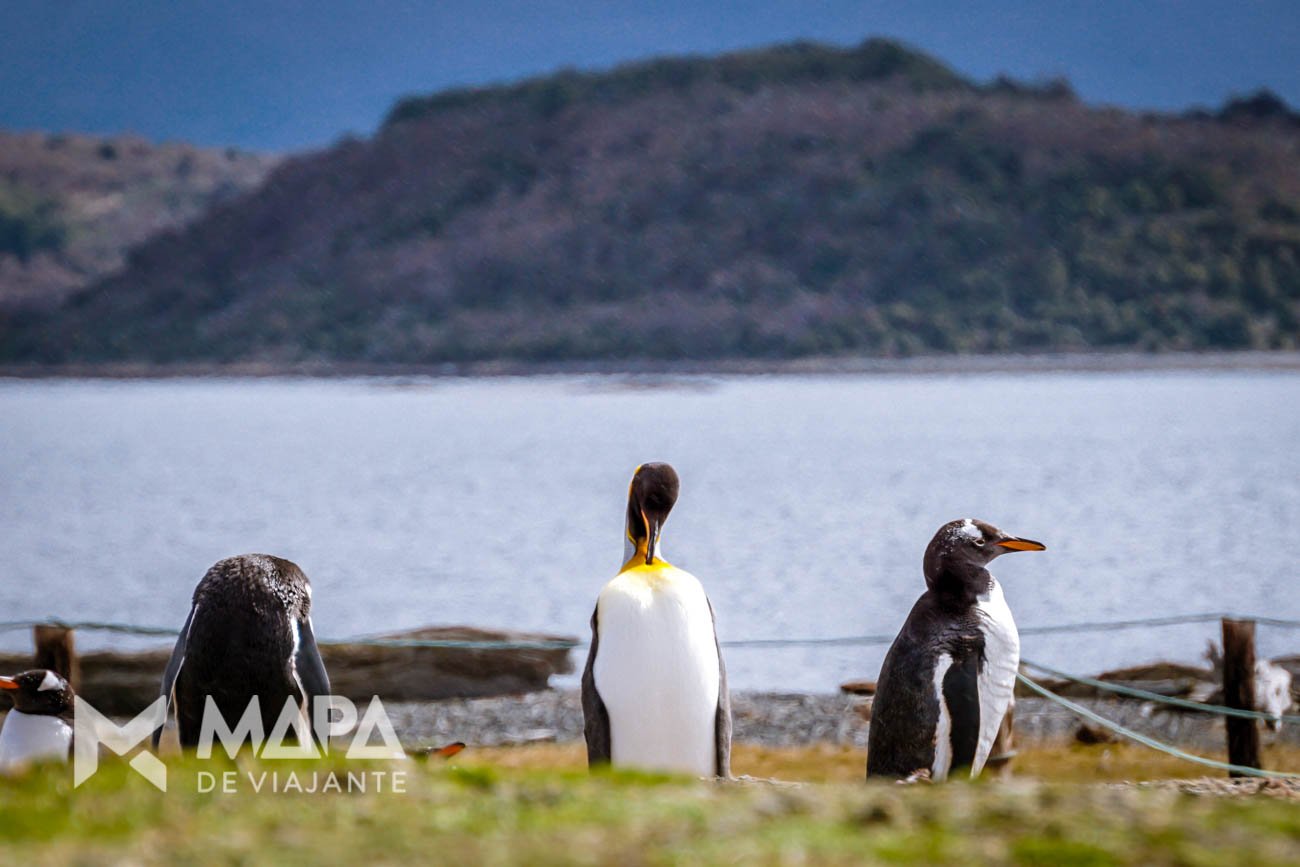 Um Pinguim Rei perdido no meio de pinguins Papua