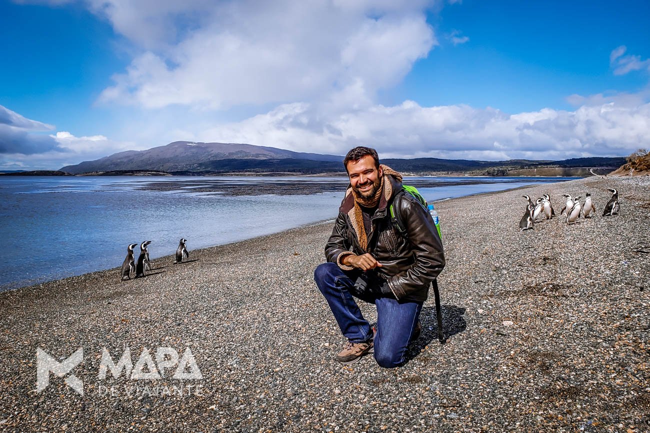 Pinguins Magalhães na Ilha Martillo!