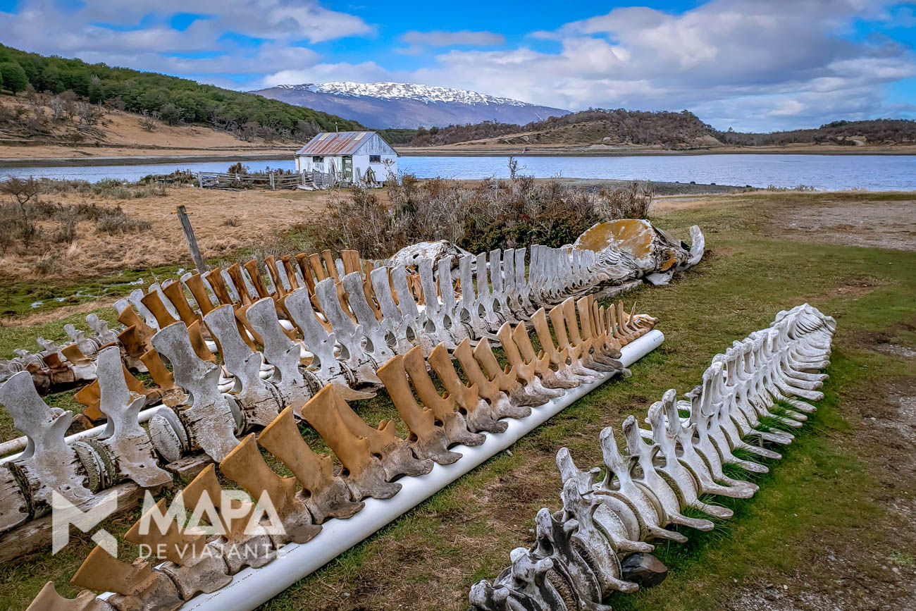 Carcaças de baleias na área externa do Museu Acátushun