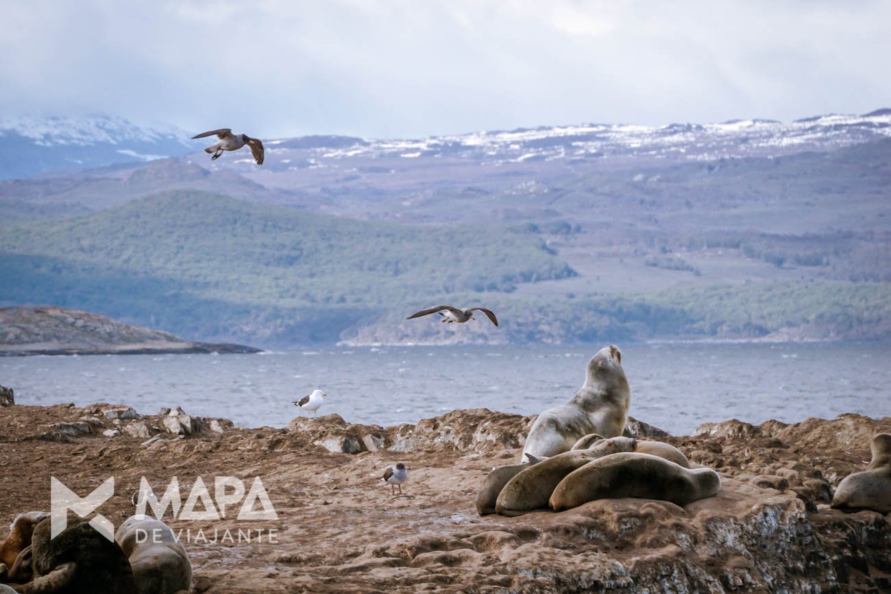 A ilha dos lobos (na verdade, leões marinhos), segunda parada para observar e fotografar.