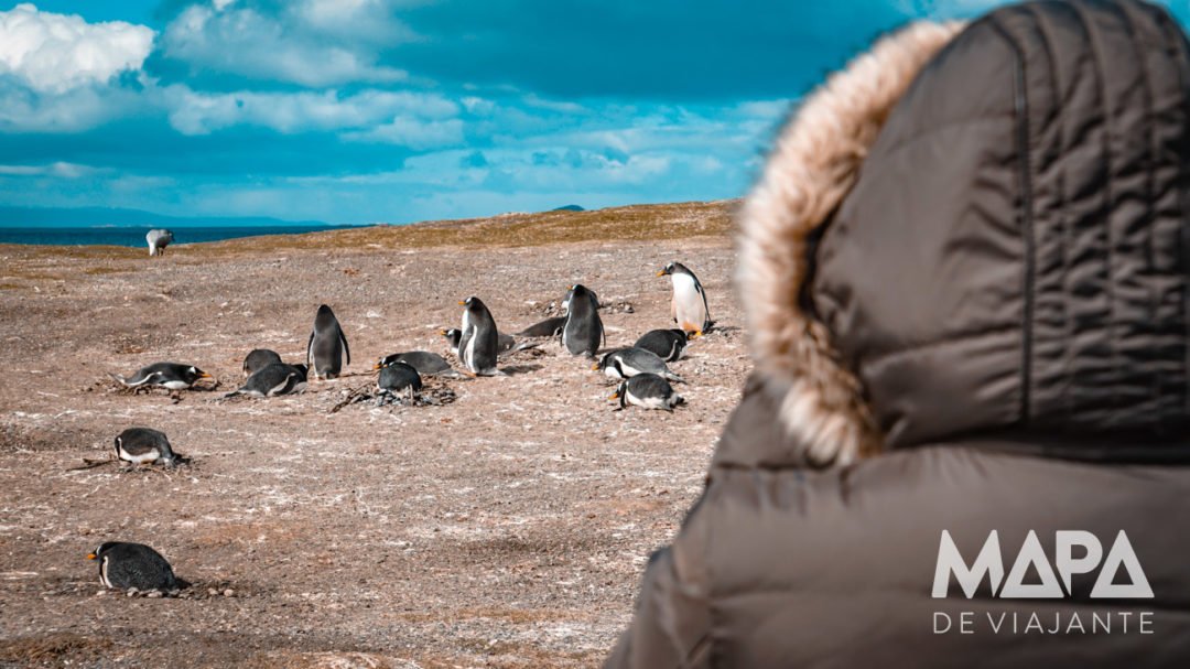 Roteiro Patagônia - Isla Martillo
