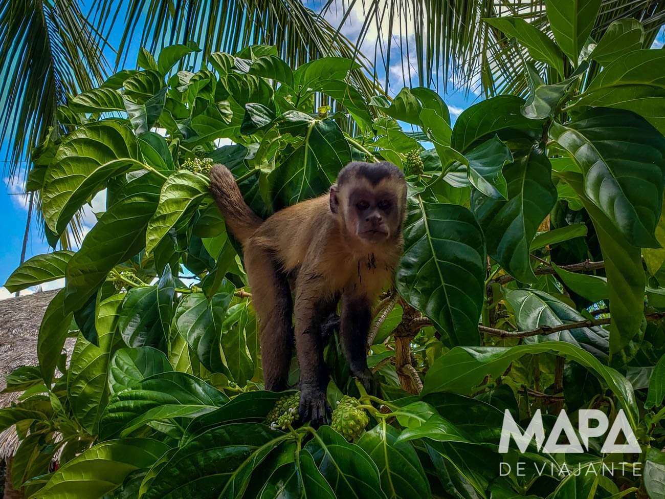Vassouras Ilha dos Macacos Rio Preguiças