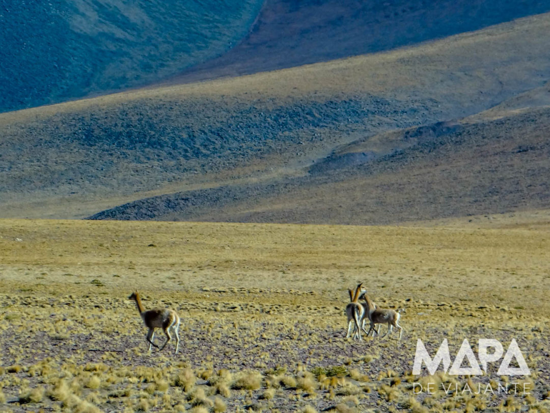 Guanacos no deserto