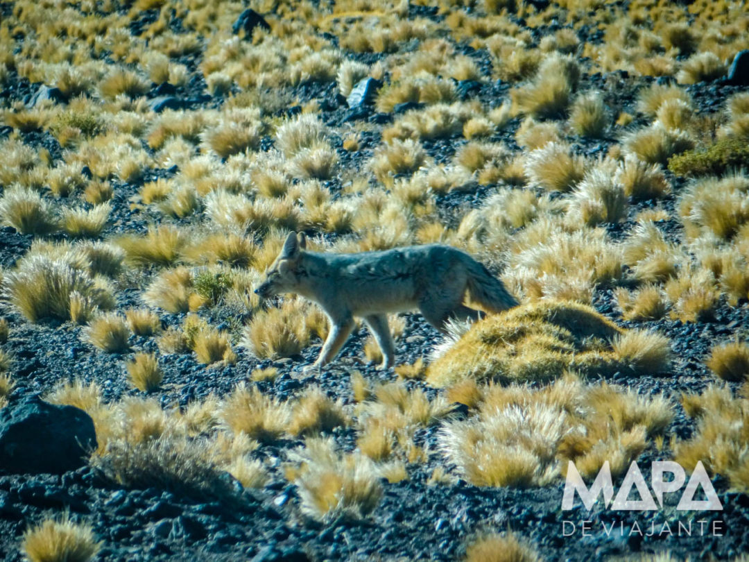 Raposa no deserto