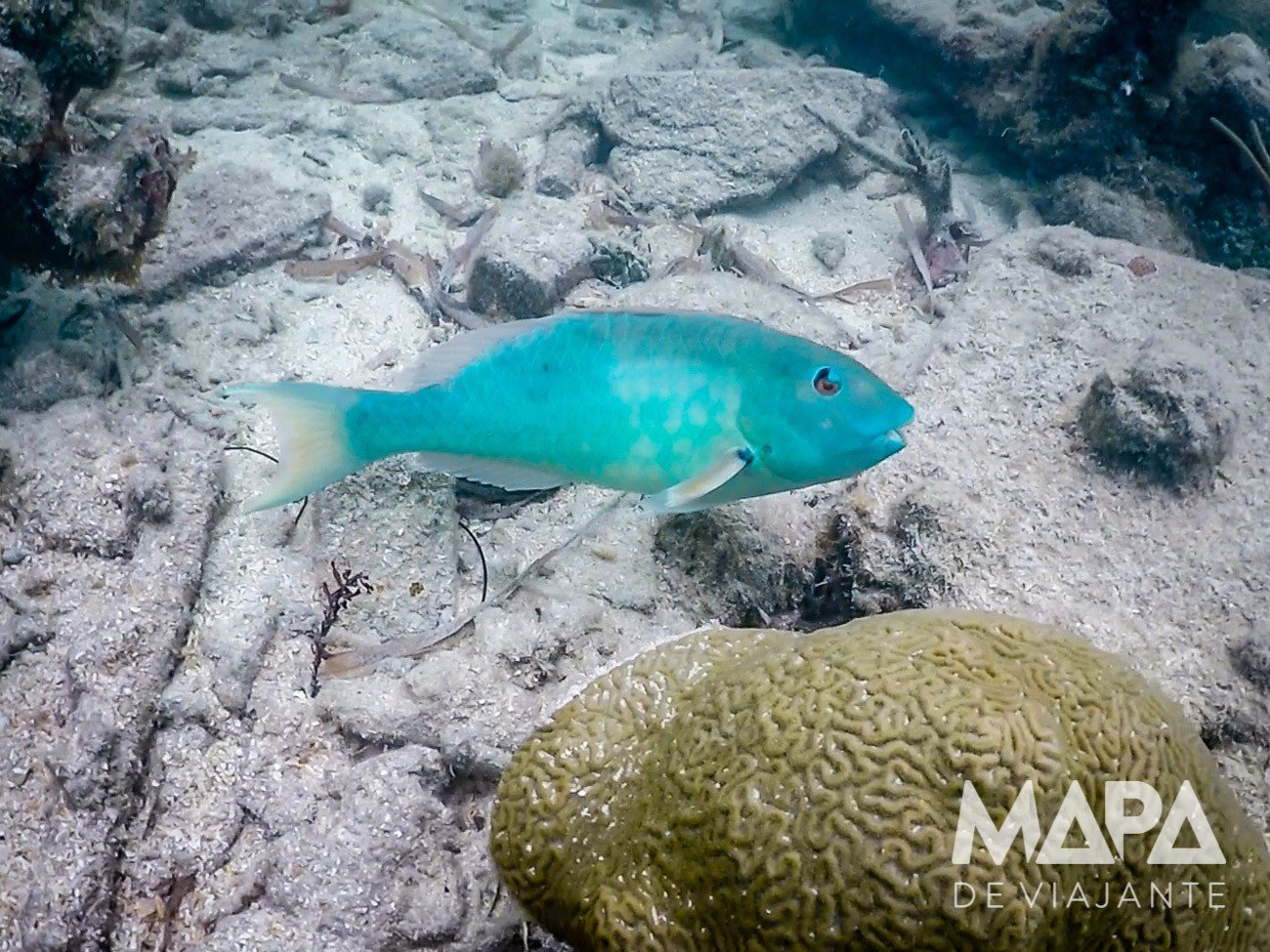 Snorkeling Key West Mapa de Viajante