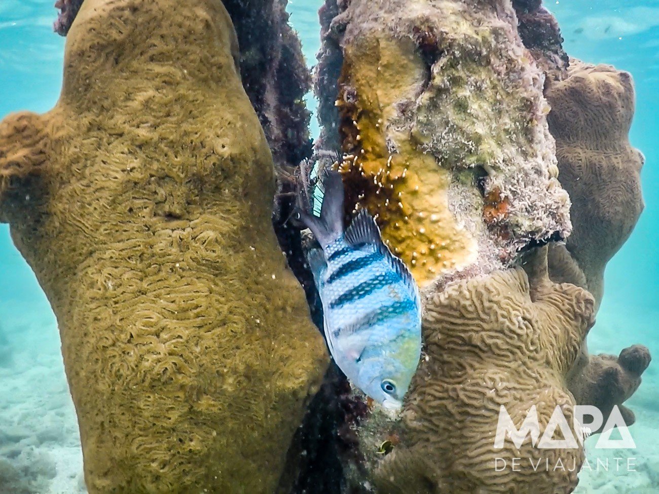 Snorkeling Key West