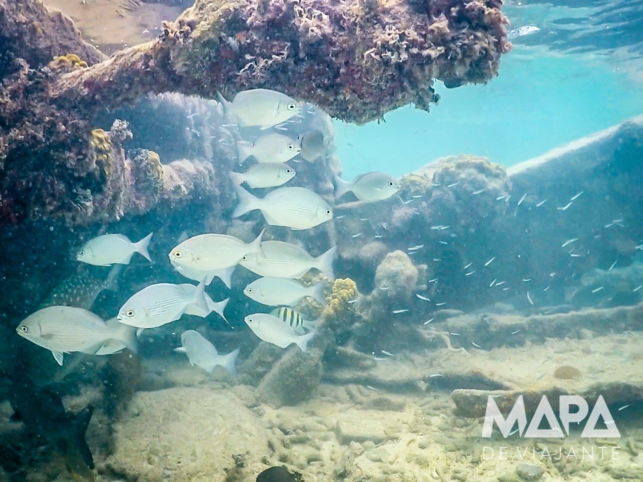 Snorkeling em Dry Tortuga Key West