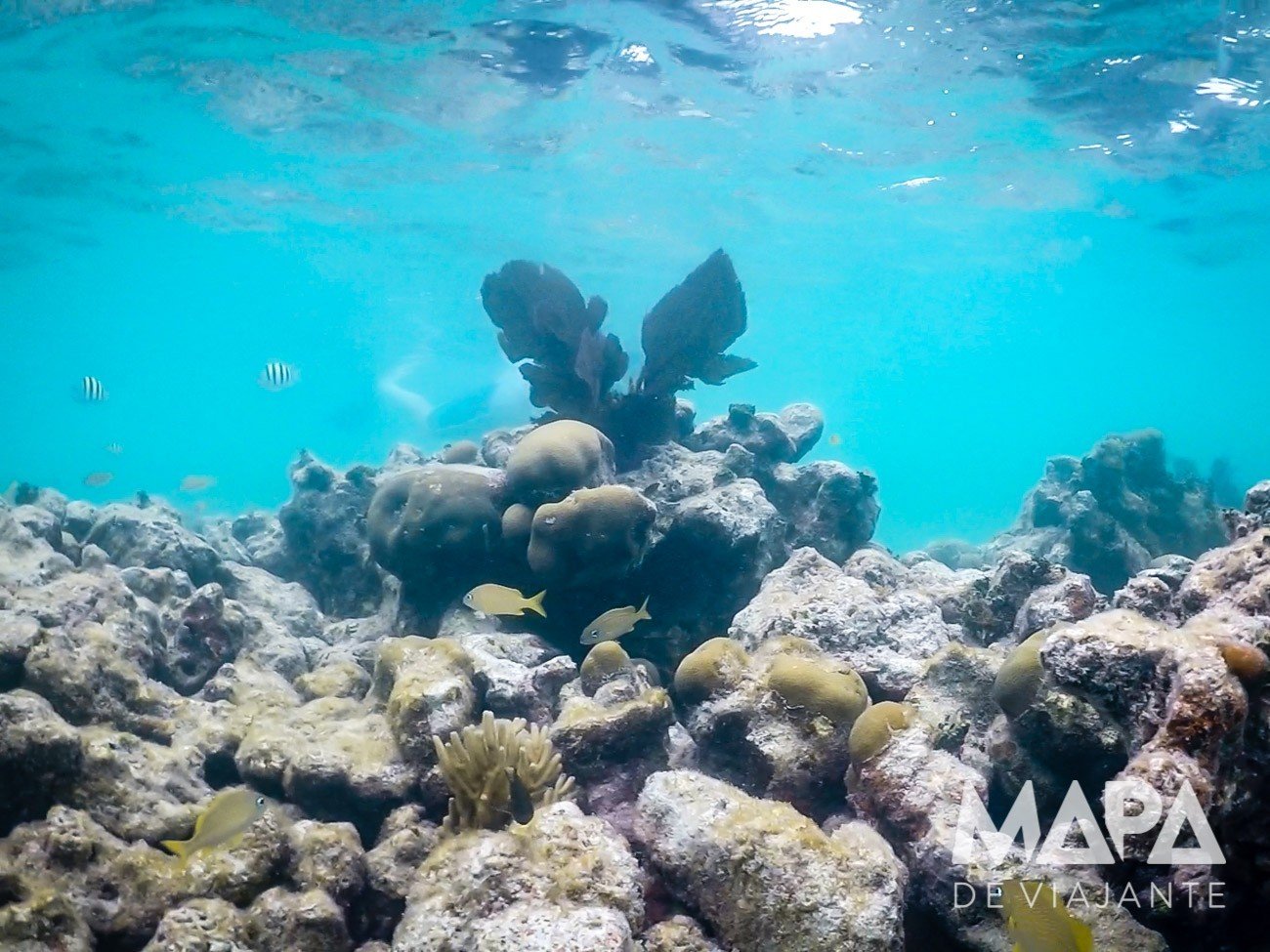 Snorkeling em Key West