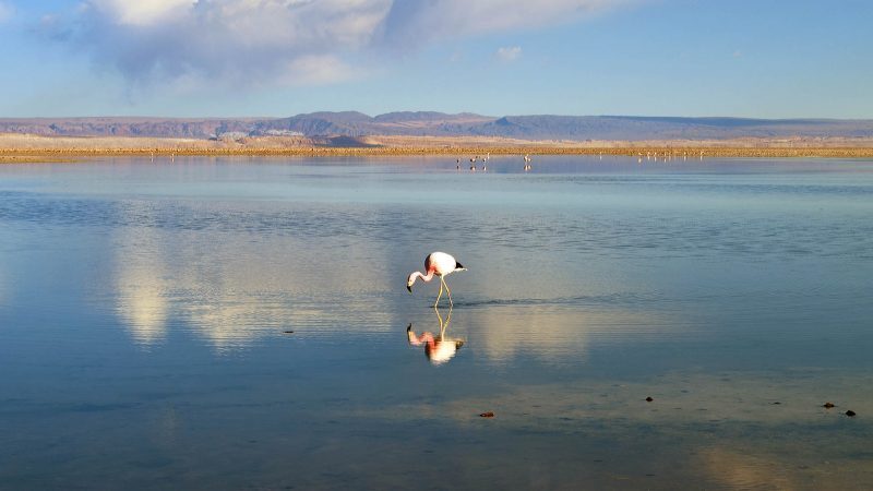 Fonte: FlaviaBia Expediciones Salar de Atacama