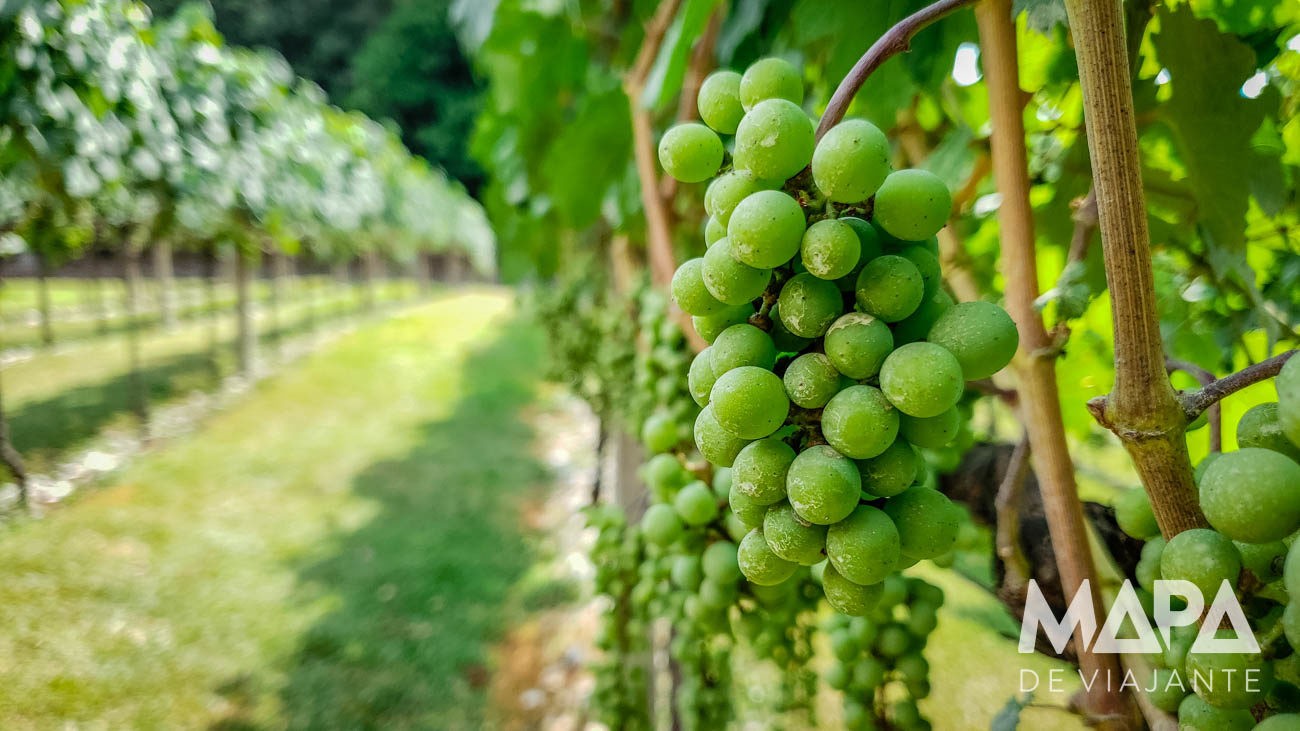 Vale dos Vinhedos Serra Gaúcha