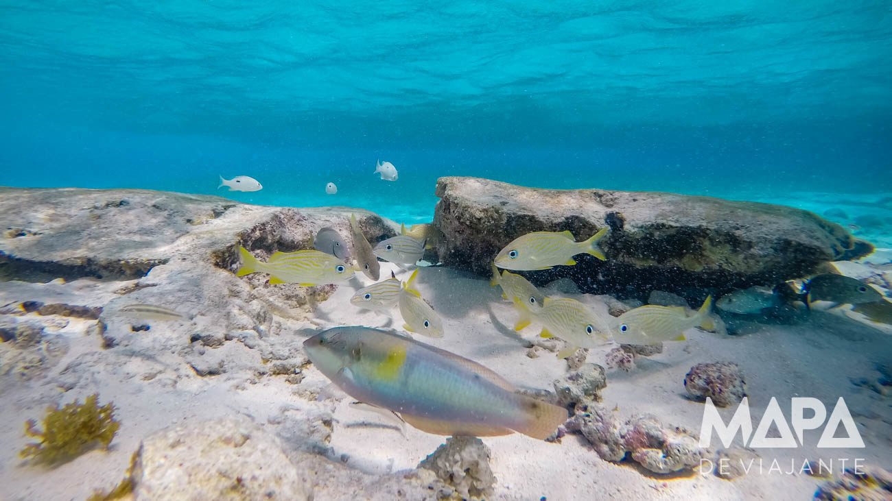 El Acuario San Andrés Snorkel