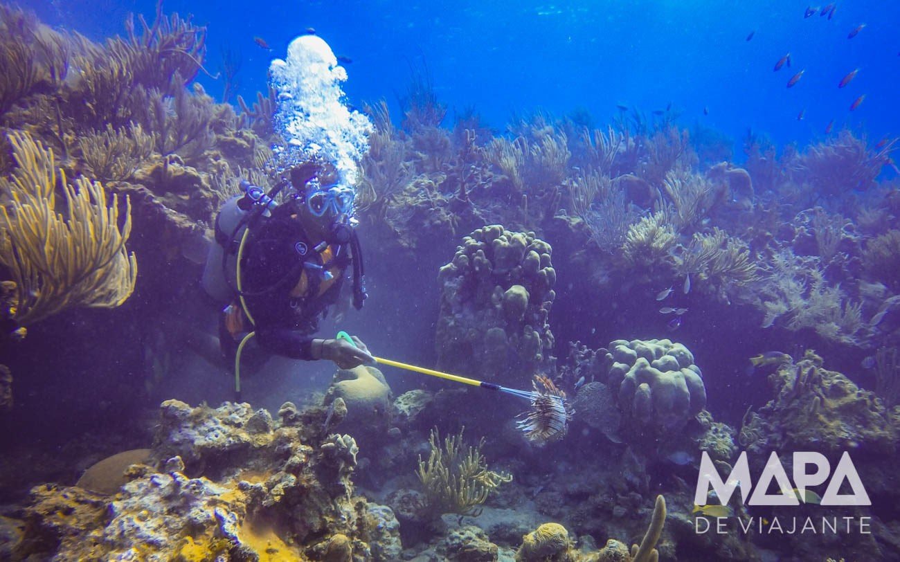 Peixe palhaço é uma ameaça a fauna caribenha