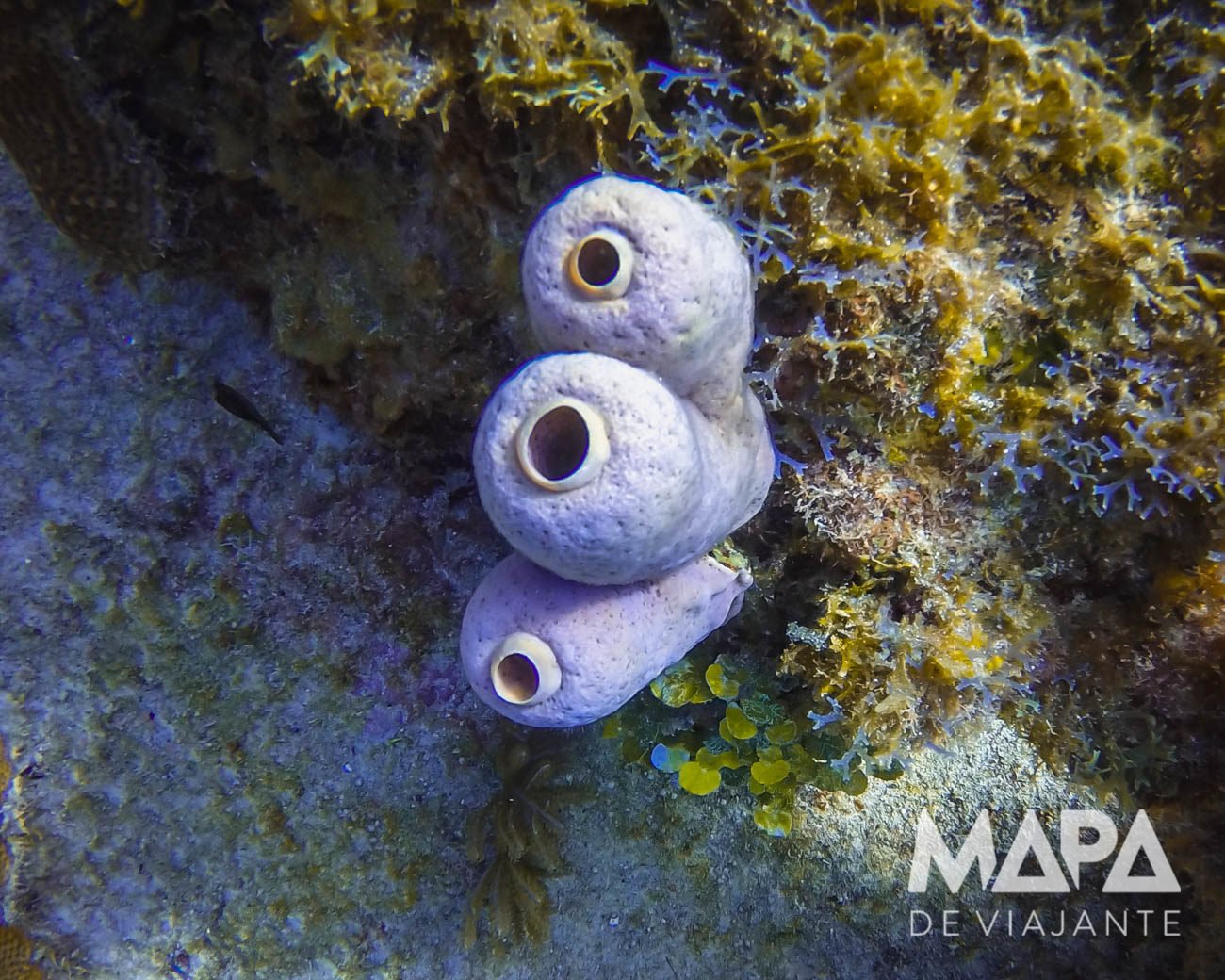 Mergulho de Batismo em San Andrés
