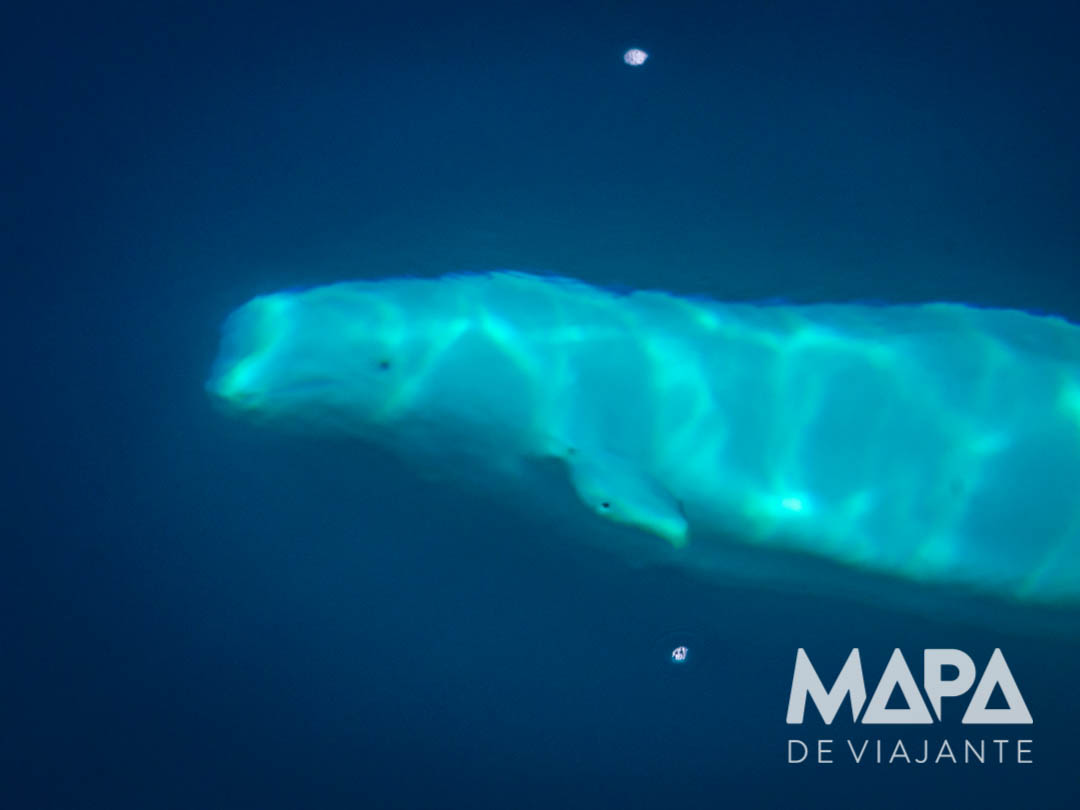 Beluga Vhladimir nos fiordes da Noruega