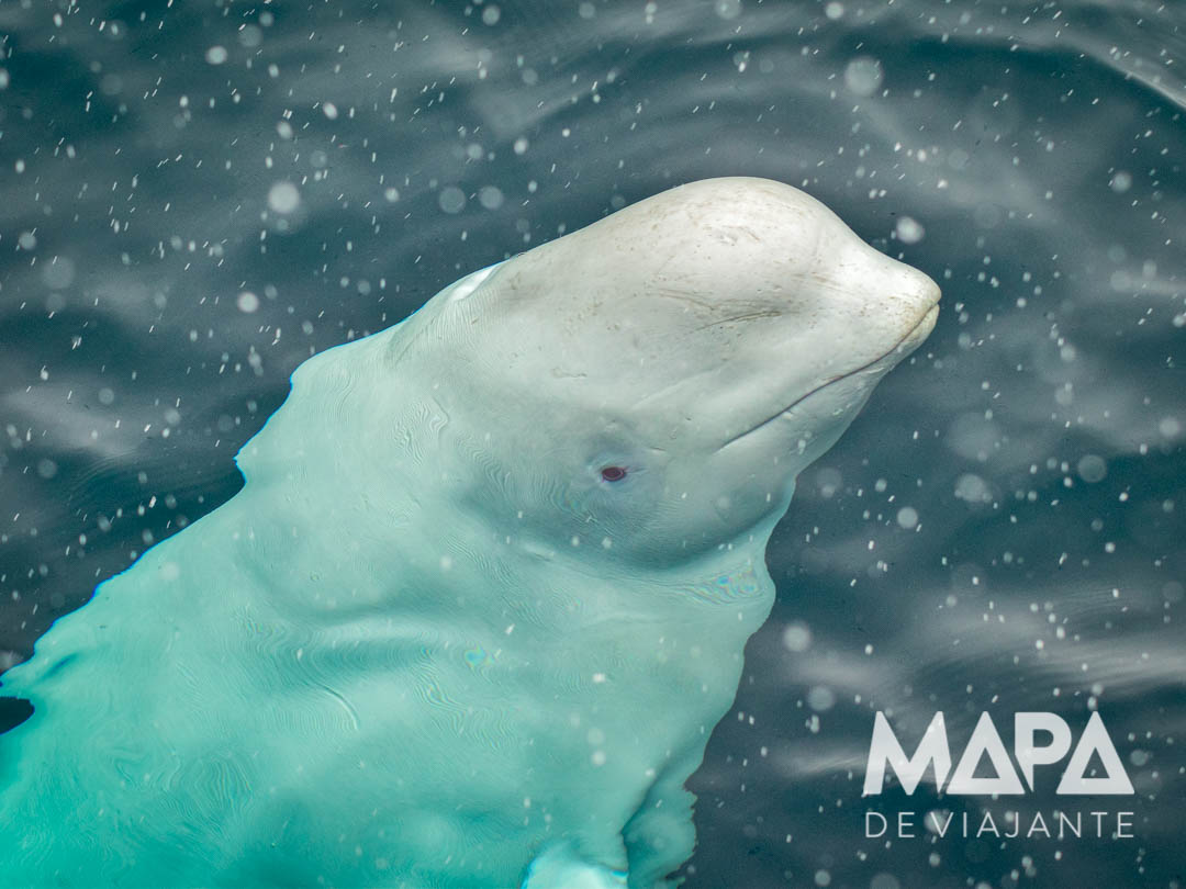 Beluga Vhladimir nos fiordes da Noruega