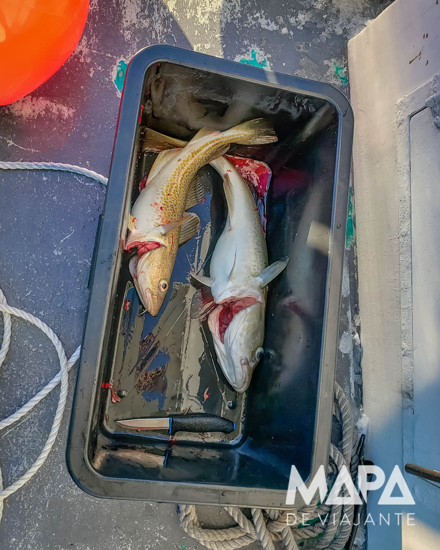 Pescaria de Bacalhau da Noruega
