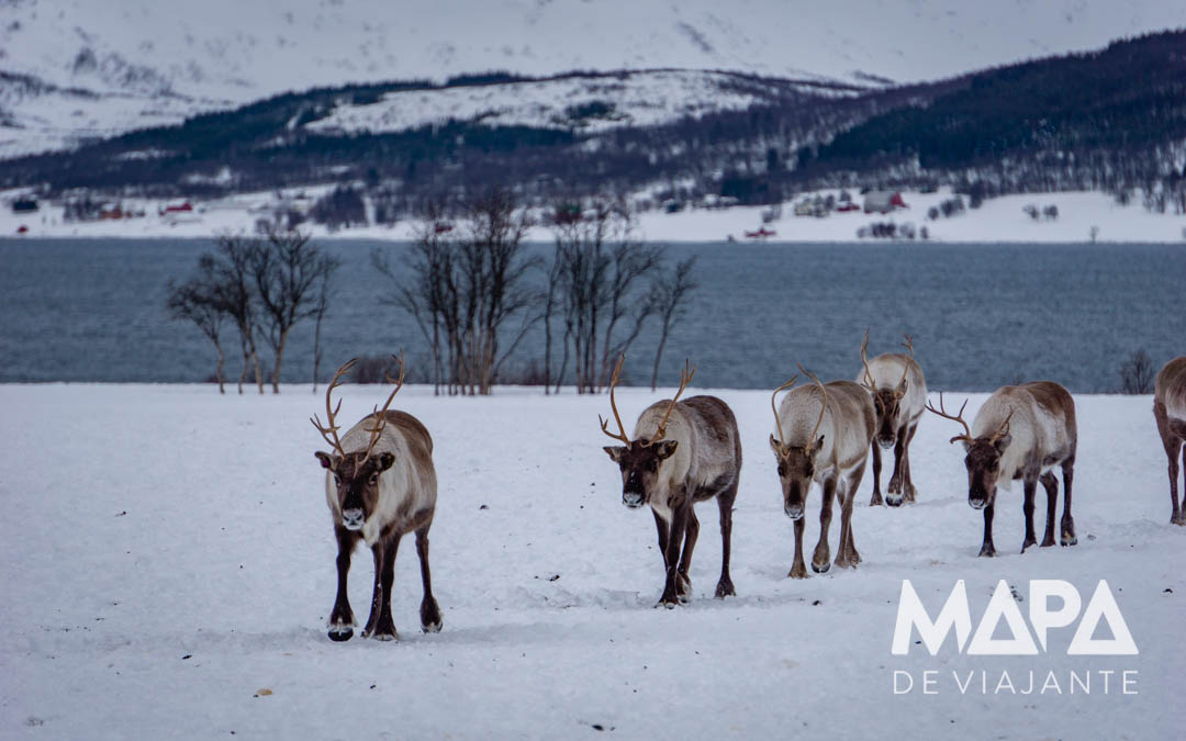 O que fazer em Tromso: Passeio com Renas