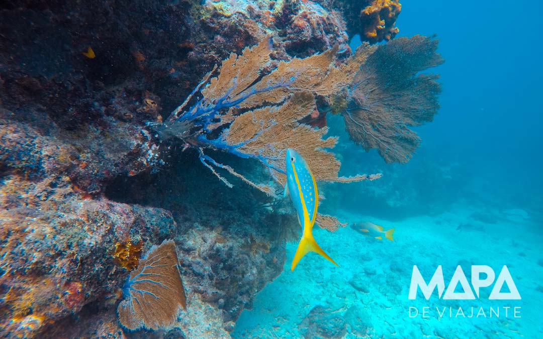 Mergulho Florida Keys Pennekamp O que fazer