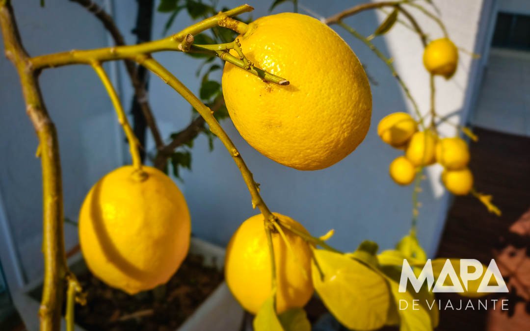 Como fazer Limoncello Receita