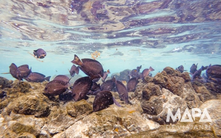 Cardumes piscinas naturais Noronha
