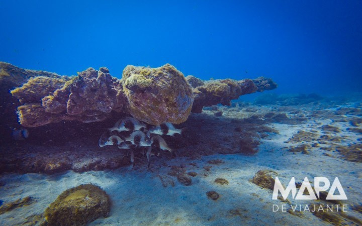 Mergulho de Cilindro Fernando de Noronha