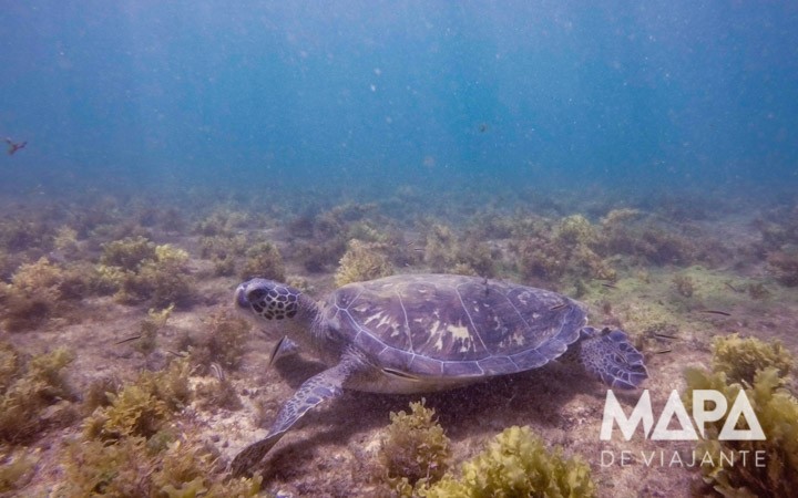 Mergulho Snorkel Tartaruga Noronha