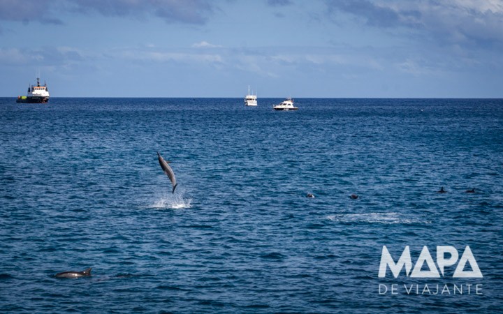 Salto Golfinhos rotadores Passeio de Barco