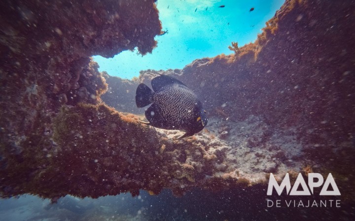 Peixe Frade Mergulho de Cilindro Fernando de Noronha