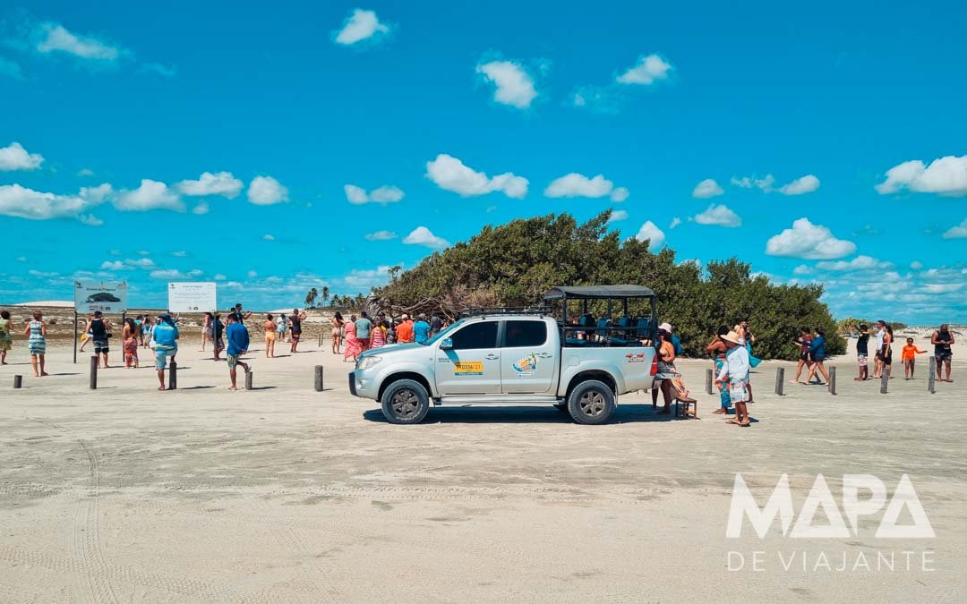 Árvore da Preguiça O que fazer Jericoacoara