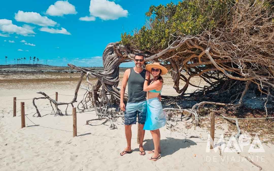 Árvore da Preguiça O que fazer Jericoacoara