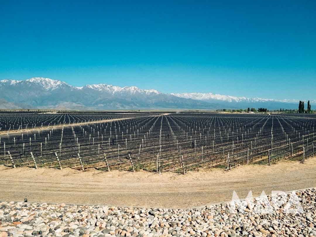 Bodega Vinícola Zuccardi Mendoza