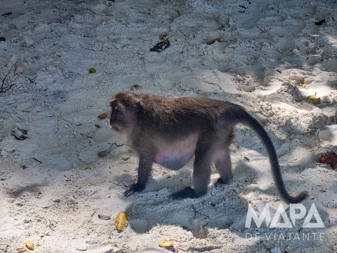 O que fazer em Koh Phi Phi Monkey Beach