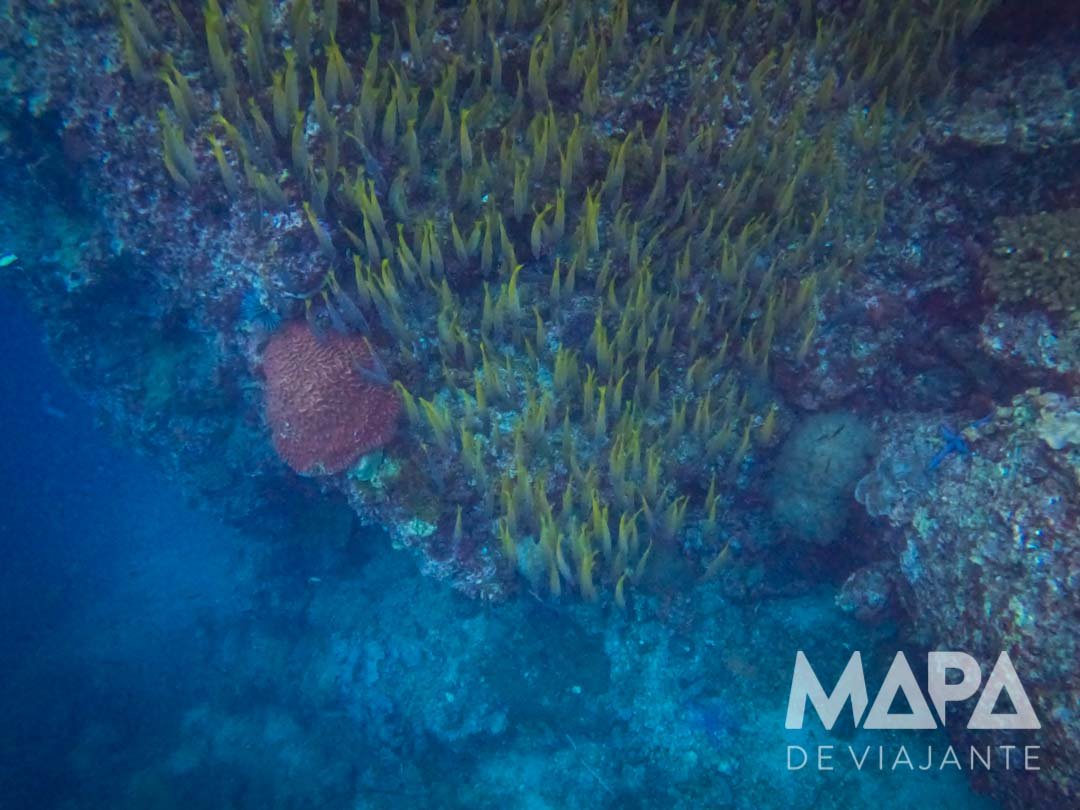 Mergulho de Cilindro Koh Phi Phi Tailândia