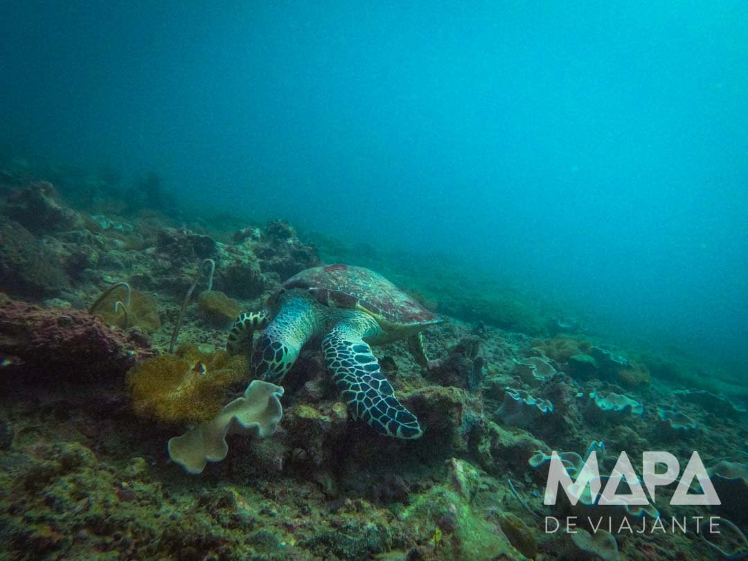 Mergulho de Cilindro Koh Phi Phi Tailândia