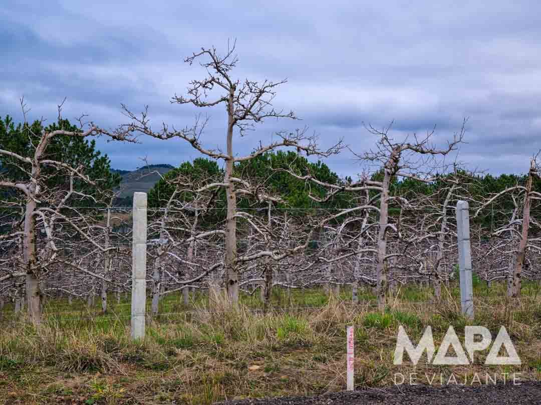 Cultivo Maçã São Joaquim SC