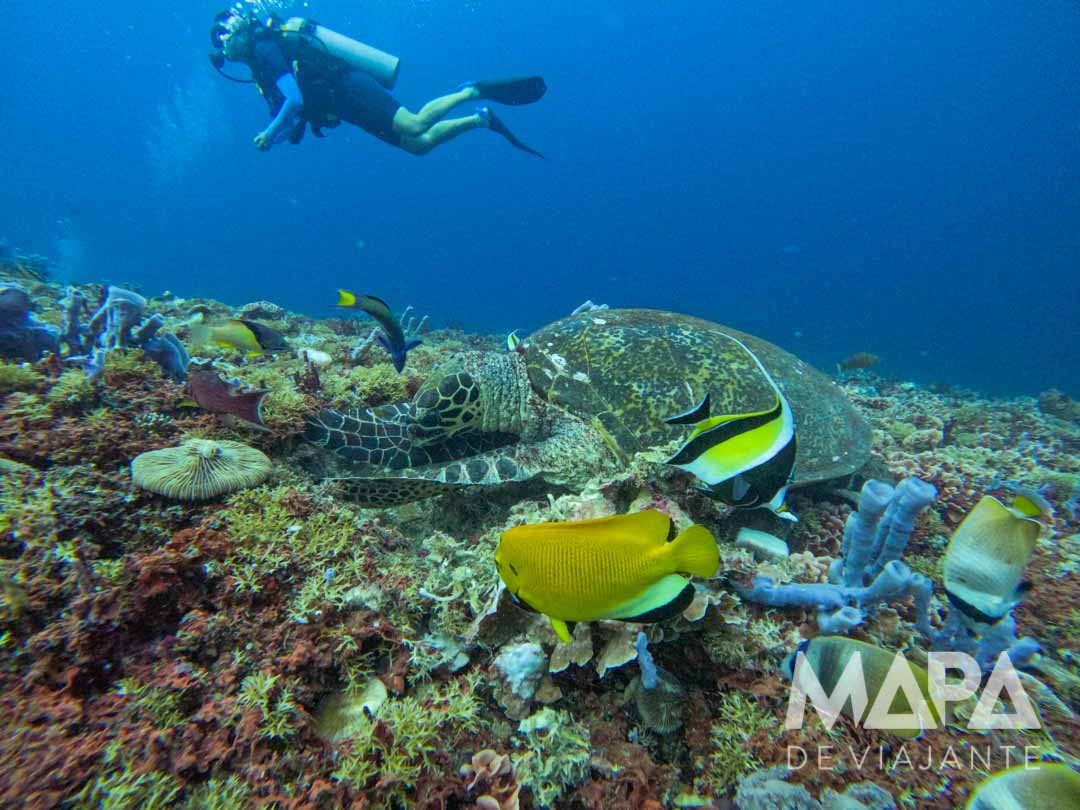 Mergulho Tartarugas Ilhas Gili Air