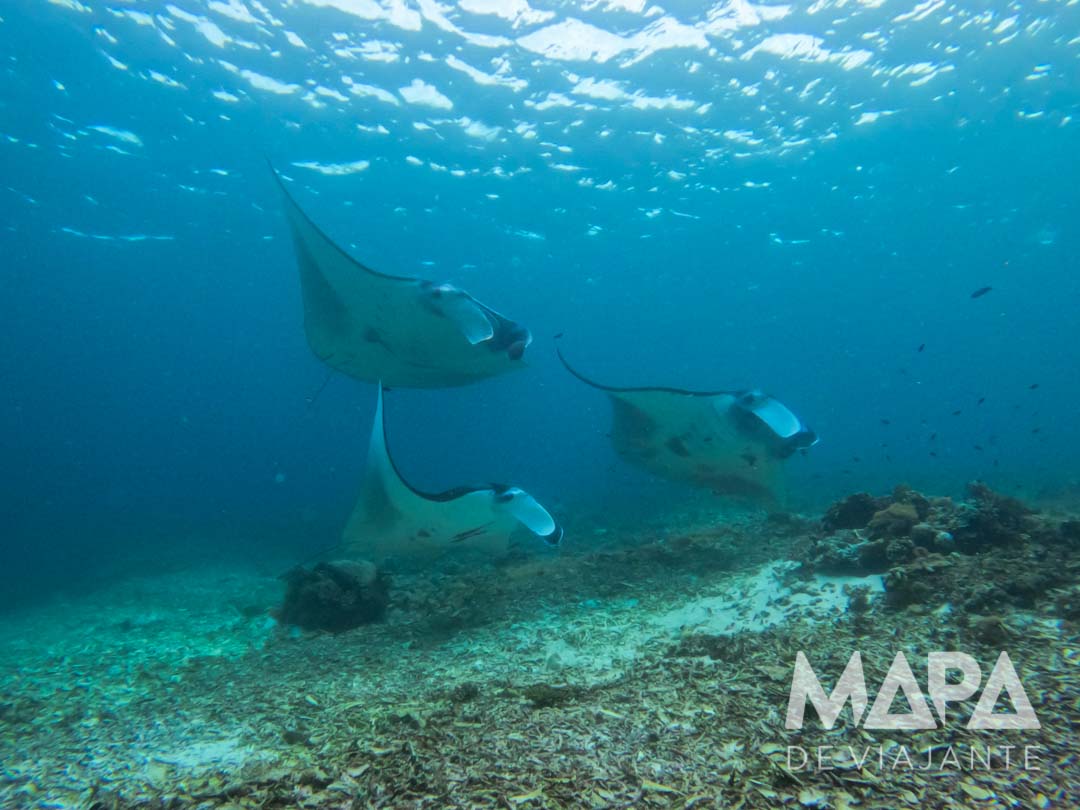 Labuan Bajo Komodo mergulho mantas Indonésia