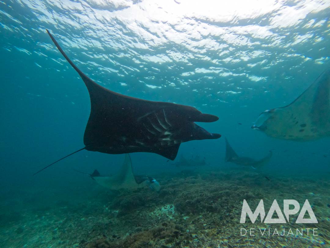 Labuan Bajo Komodo mergulho mantas Indonésia