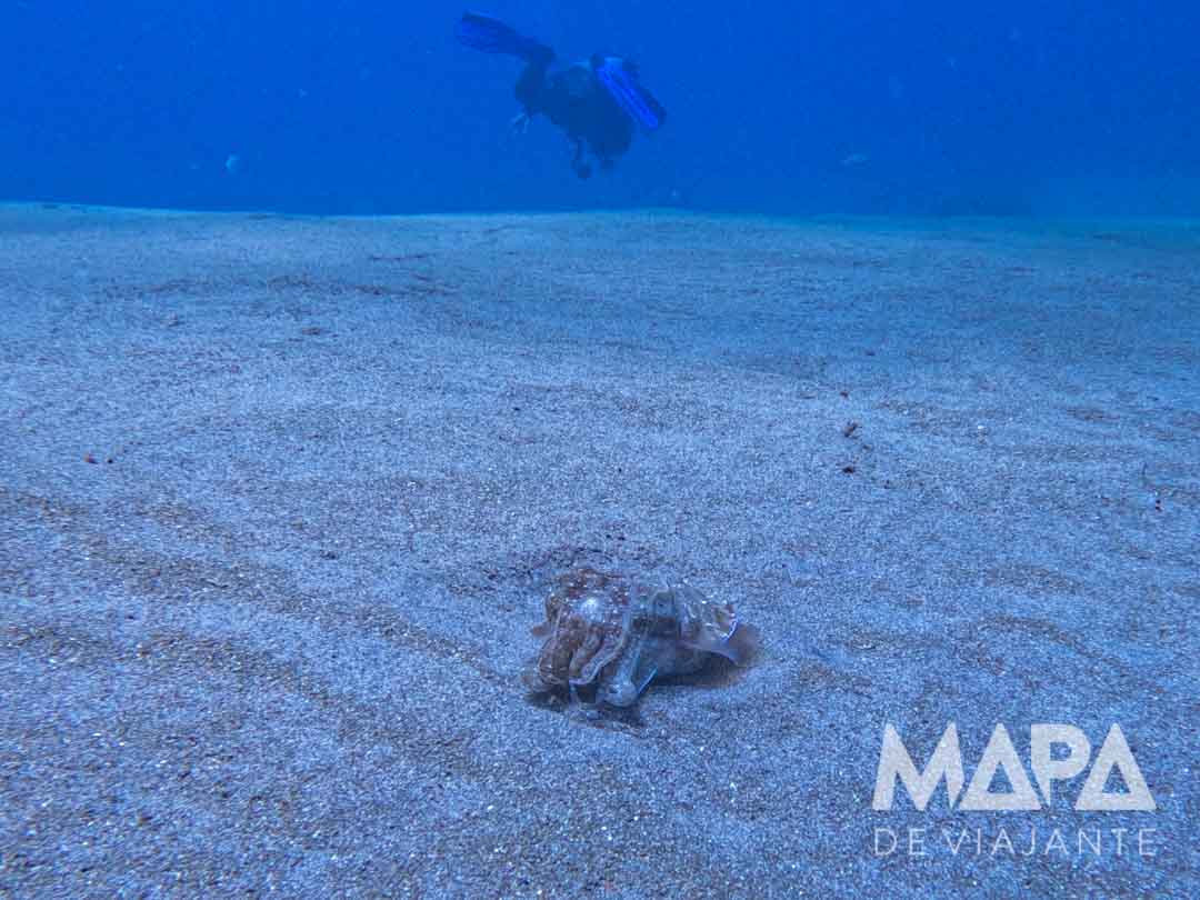 Mergulho em Nusa Penida