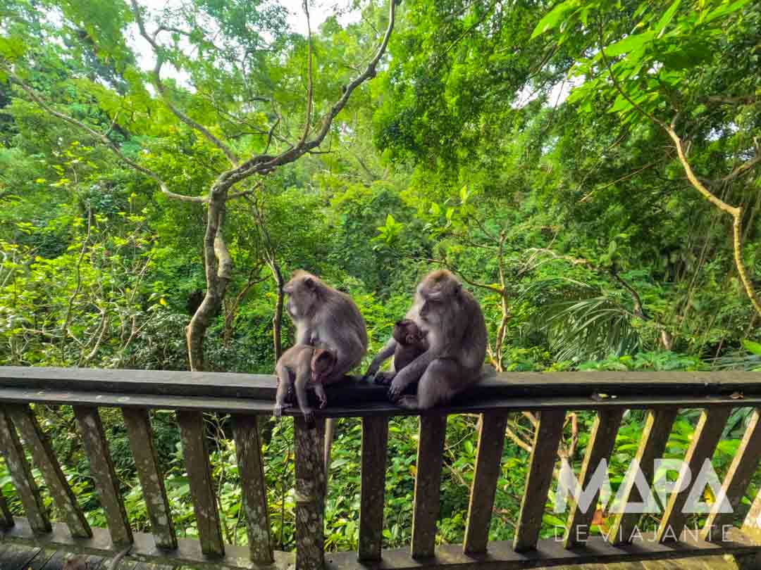 Monkey Forest Ubud Indonésia
