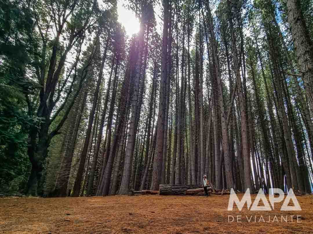 Isla Victoria Bosque Arrayanes