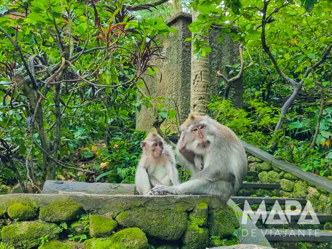 Floresta dos Macacos Ubud Bali