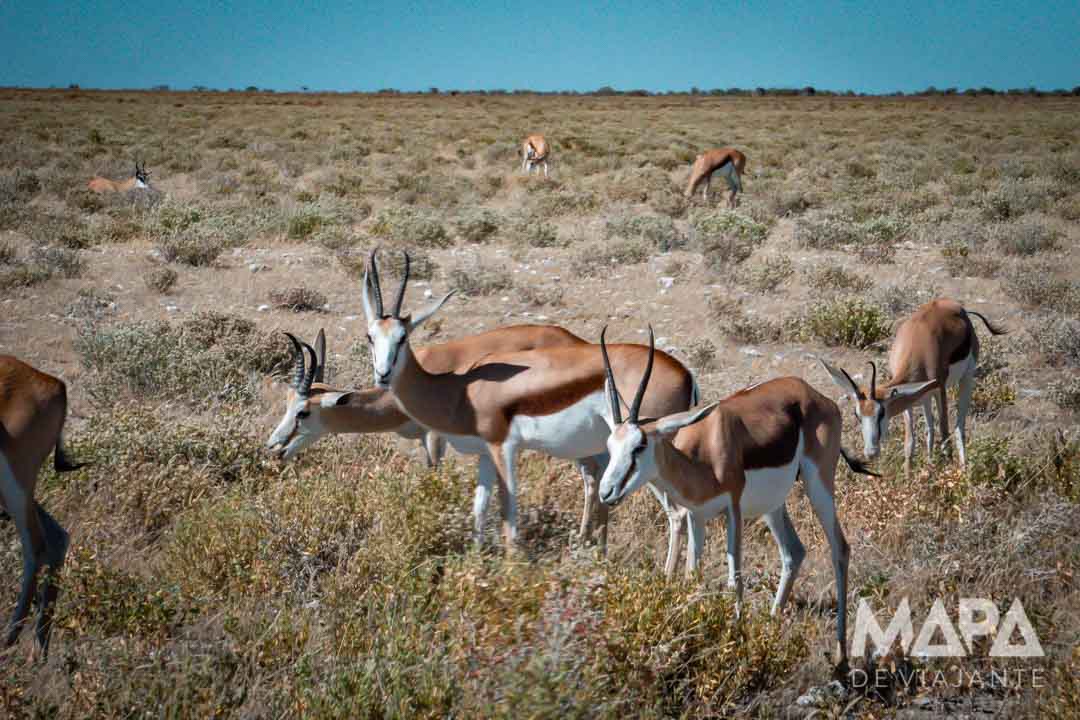 Namíbia África Safári Etosha Parque Nacional Zebra Leão Elefante Girafa game drive Okaukuejo Halali Waterhole