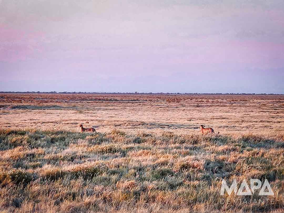 Namíbia África Safári Etosha Parque Nacional Zebra Leão Elefante Girafa game drive Okaukuejo Halali Waterhole big 5
