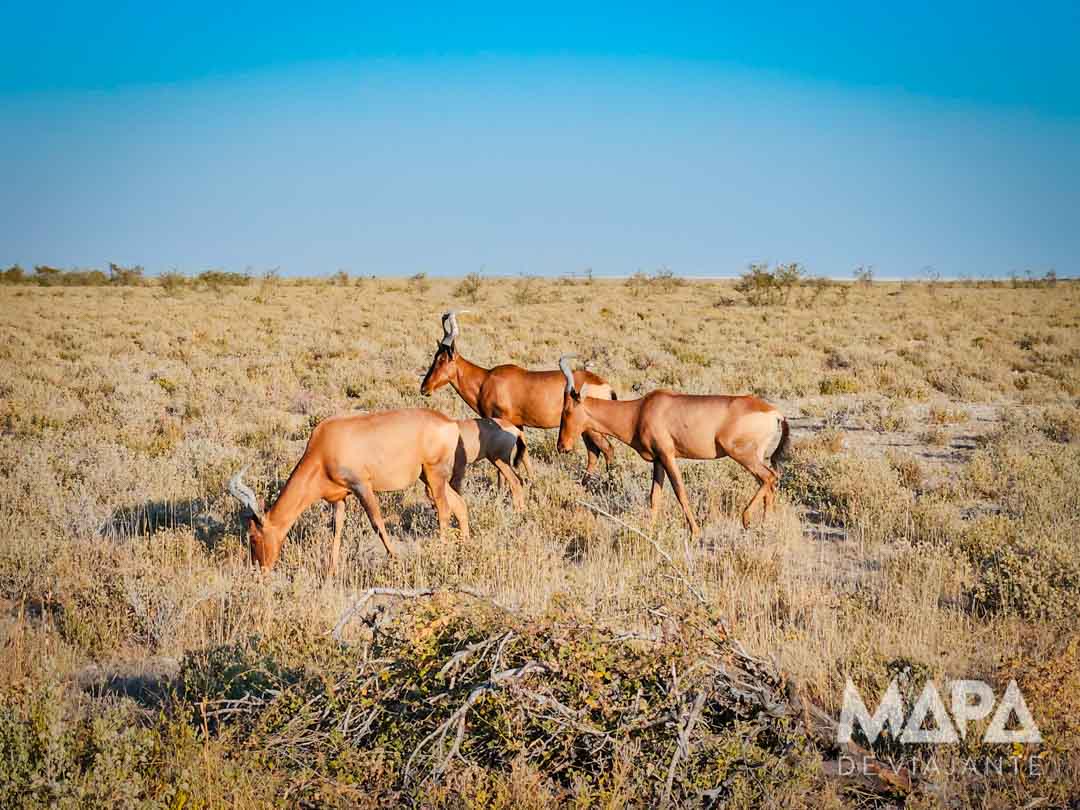 Namíbia África Safári Etosha Parque Nacional Zebra Leão Elefante Girafa game drive Okaukuejo Halali Waterhole