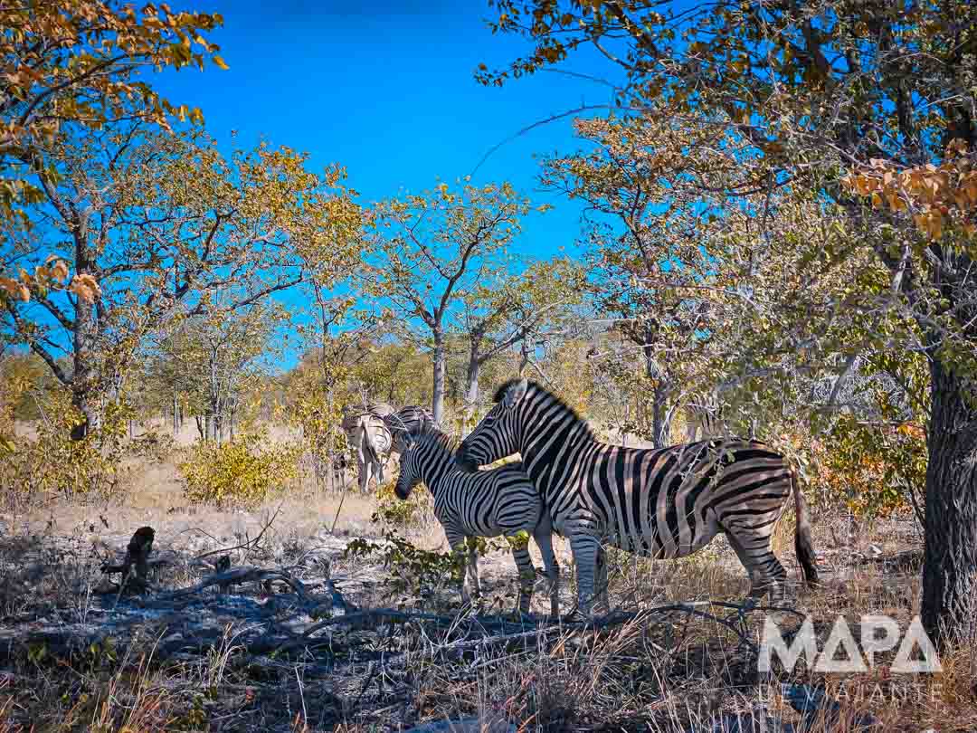 Namíbia África Safári Etosha Parque Nacional Zebra Leão Elefante Girafa game drive Okaukuejo Halali Waterhole