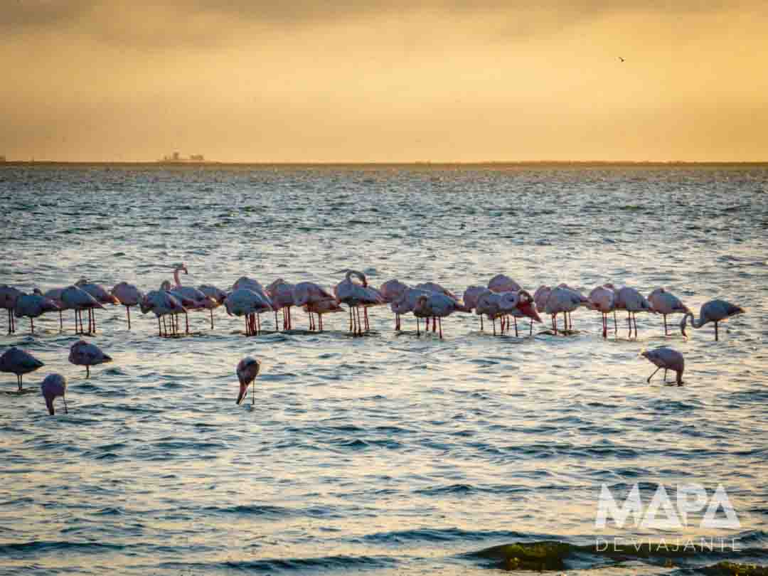 Swakopmund Walvis Bay Sandwich harbour Pelican Point Caiaque com focas Namíbia África